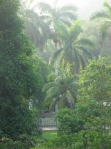 View in the Arboretum