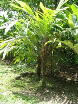 Foto: Dr.Jens Bittner, JBL