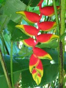 Heliconia