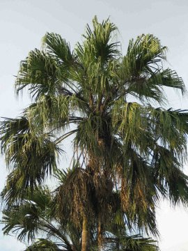 Foto: Dr. Jens Bittner, JBL