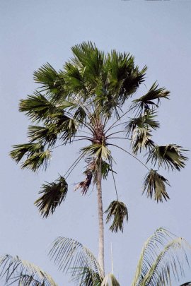 Fot: Dr. Jens BIttner, JBL