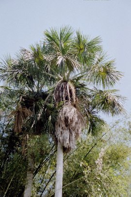 Foto: Dr.Jens Bittner, JBL