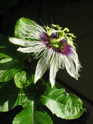 Passiflora spec.