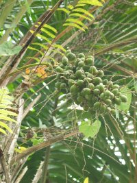 Foto: Dr. Jens Bittner, JBL