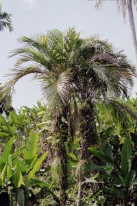 Foto: Dr.Jens Bittner, JBL